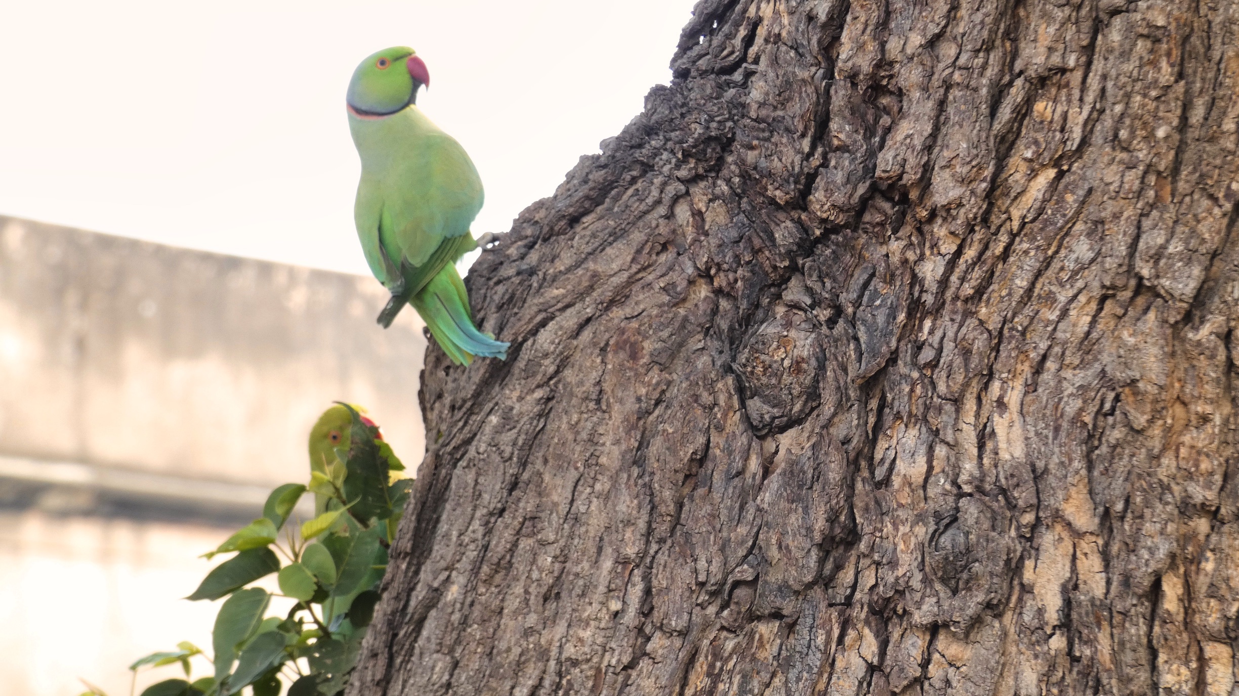 Agra Fort parakeets