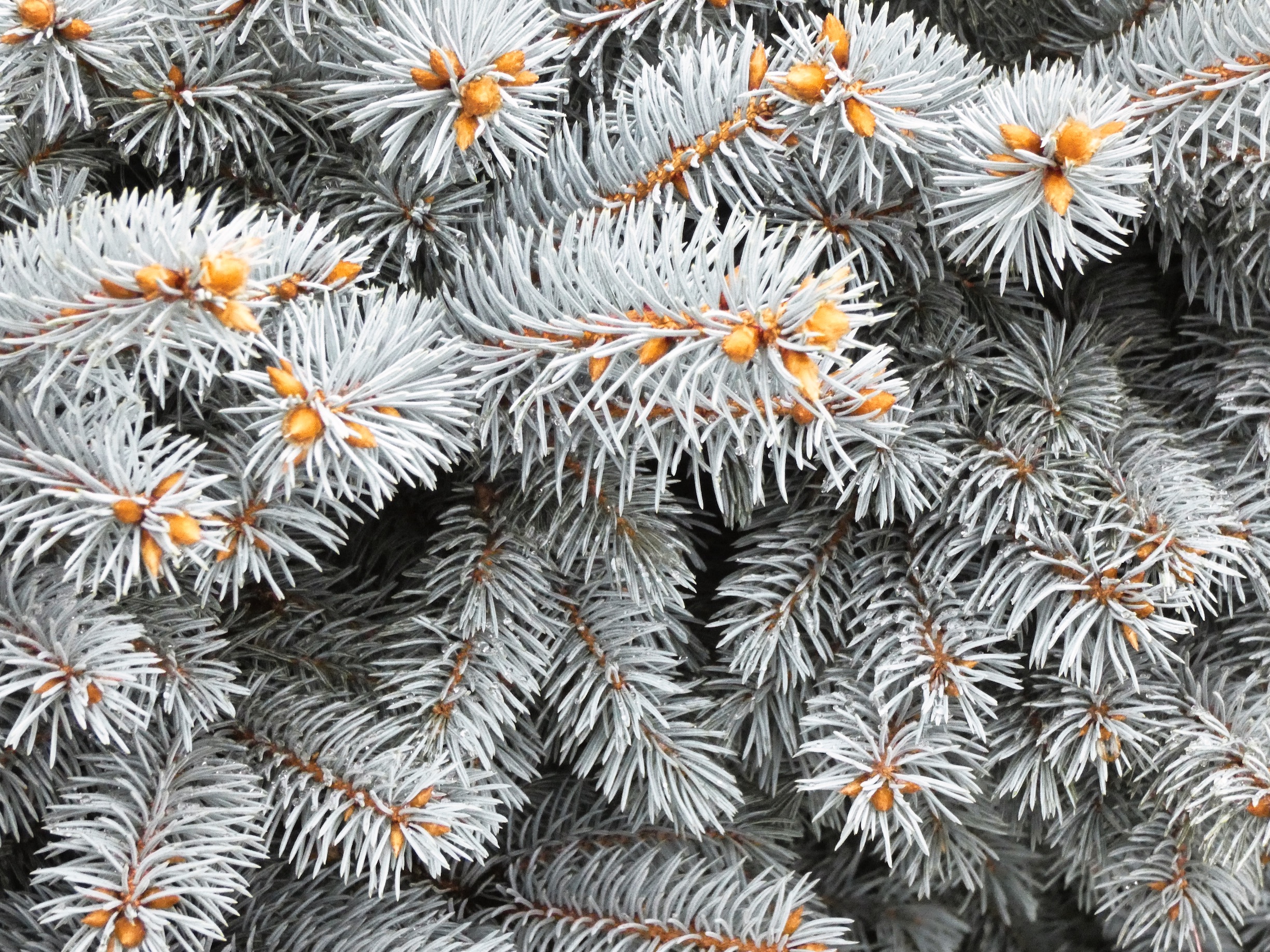 Pine needles